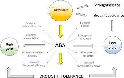 A holistic and sustainable approach linked to drought tolerance of Mediterranean crops
